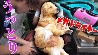 巨大ドライヤーで乾かされて気持ちよさそうなレトリバー