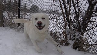 Labrador Loves the Snow!! by Sultan Brar 403 views 1 year ago 3 minutes, 37 seconds