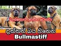 Bullmastiff ගැන සිංහලෙන් | Facts About Bullmastiff Dogs | Awata