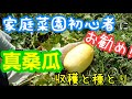 マクワウリと西洋カボチャの収穫／瓜の種の採り方【自然農法の畑】2020年8月29日