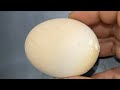RAW EGG PEELING - Moha melo