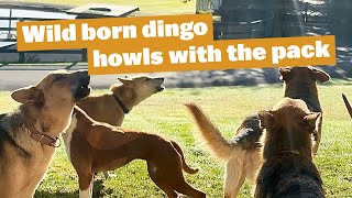 Wild Born Dingo Howls with Pack of Dogs