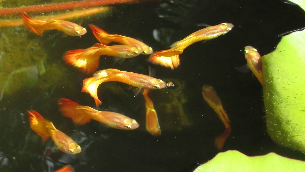 Sunset Micariff Guppies in a Tub Pond at Sunrise YouTube