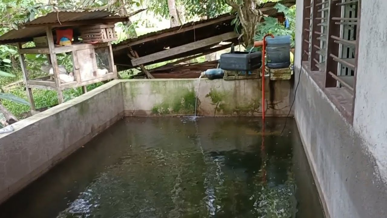 Pweding gawin sa Concrete Pond na may lamang Tilapia. (Backyard