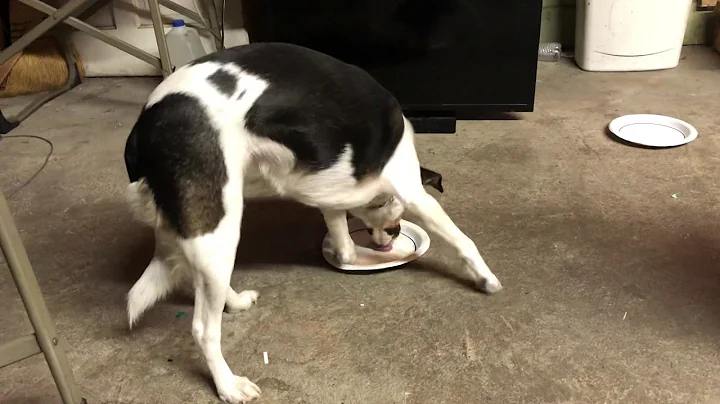 Dog vs Syrup plate!!