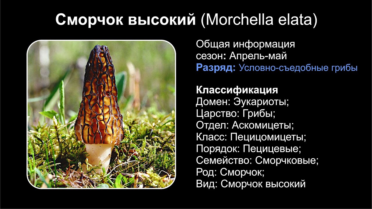 Сморчок высокий (Morchella elata)