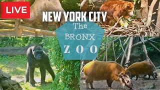New York City: Explore The Bronx ZOO | Jungle World-Bronx Zoo With  @thanandasworld Live