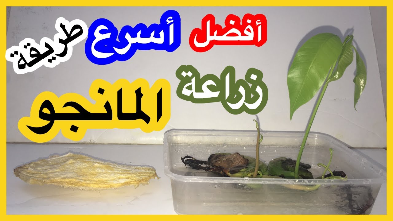 افضل واسهل واسرع زراعة المانجو من البذور
