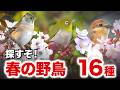 じっくり解説!満開の桜に集まる小鳥たちも発見
