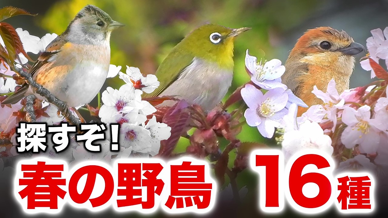 じっくり解説！満開の桜に集まる小鳥たちも発見 - YouTube