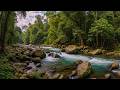 River Sounds for Deep Sleep | Relaxing Forest Stream to Fall Asleep Quickly and Naturally