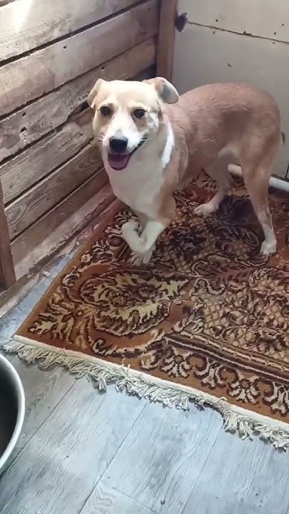 Красивый пёсик #собака #dog #животные #cats #кот #cat #dogs - YouTube