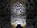Inside a Wasp Nest Like You've Never Seen Before #viral #wildlife #reels #insects #nature #insects