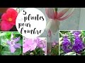  5 plantes pour des fleurs  lombre ou en miombre