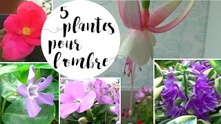 5 plantes pour des fleurs à l'ombre ou en mi-ombre - YouTube