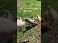 Das sind die leisesten Geräusche 🐣