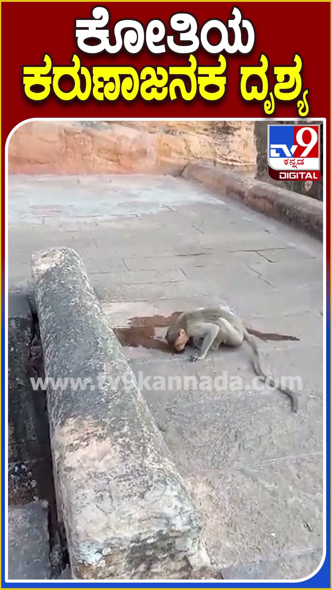 ಬಾಯಾರಿಕೆಯಿಂದ ಬಳಲುತ್ತಿದ್ದ ಕೋತಿ ನೀರು ಕುಡಿಯಲು ಪರದಾಟ! #Monkey #Tv9D