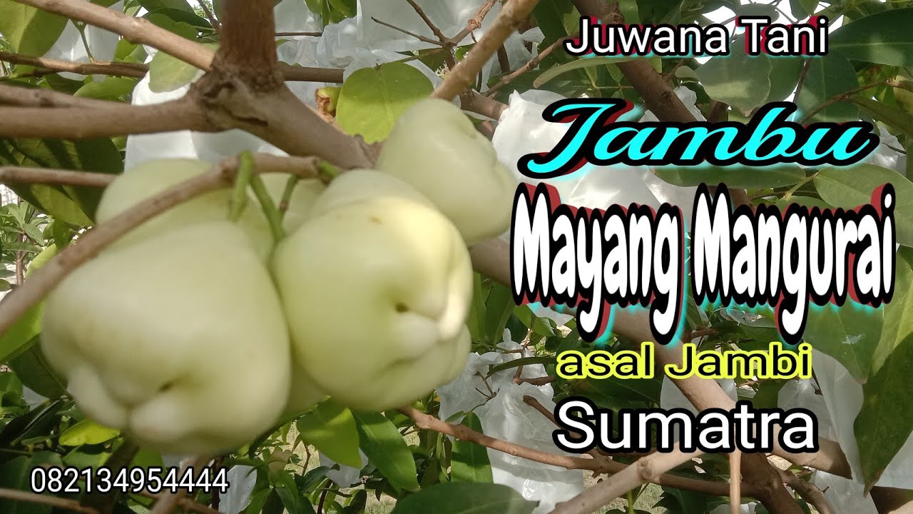Sekilas tentang jambu Mayang Mangurai asal Provinsi Jambi Sumatra.