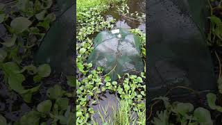 Bubu Payung Full Ikan Sepat