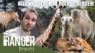 Nieuwe dieren in Beekse Bergen! | Ranger Request