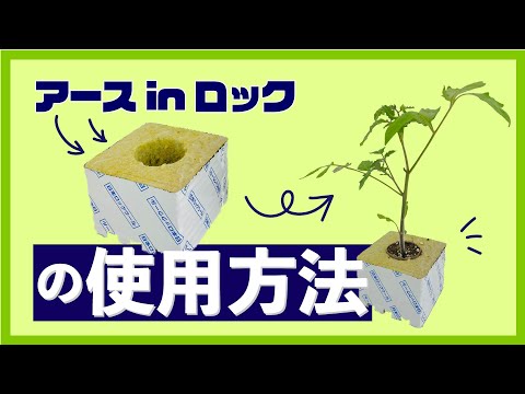 ロックウール栽培は安全？使い方から注意点まで徹底解説