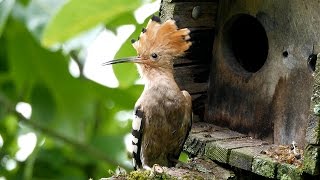 Der Wiedehopf – Beobachtungen im Juni 2016