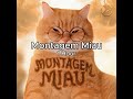 Montagem Miau 1 Hour