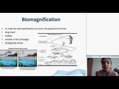 Video: Adakah bioakumulasi sentiasa membawa kepada biomagnifikasi?