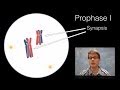 Phases of Meiosis