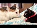 子猫に自らモフ猫が急接近した結果。。