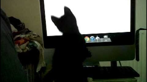 Cat follows computer mouse on screen