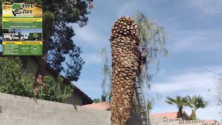 Five Star Tree Service - Canary Palm Removal