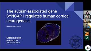 The Autism Associated Gene: Syngap1 Regulates Human Cortical Neuogenesis