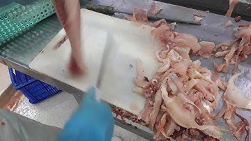 Tạo hình cá tra 2019