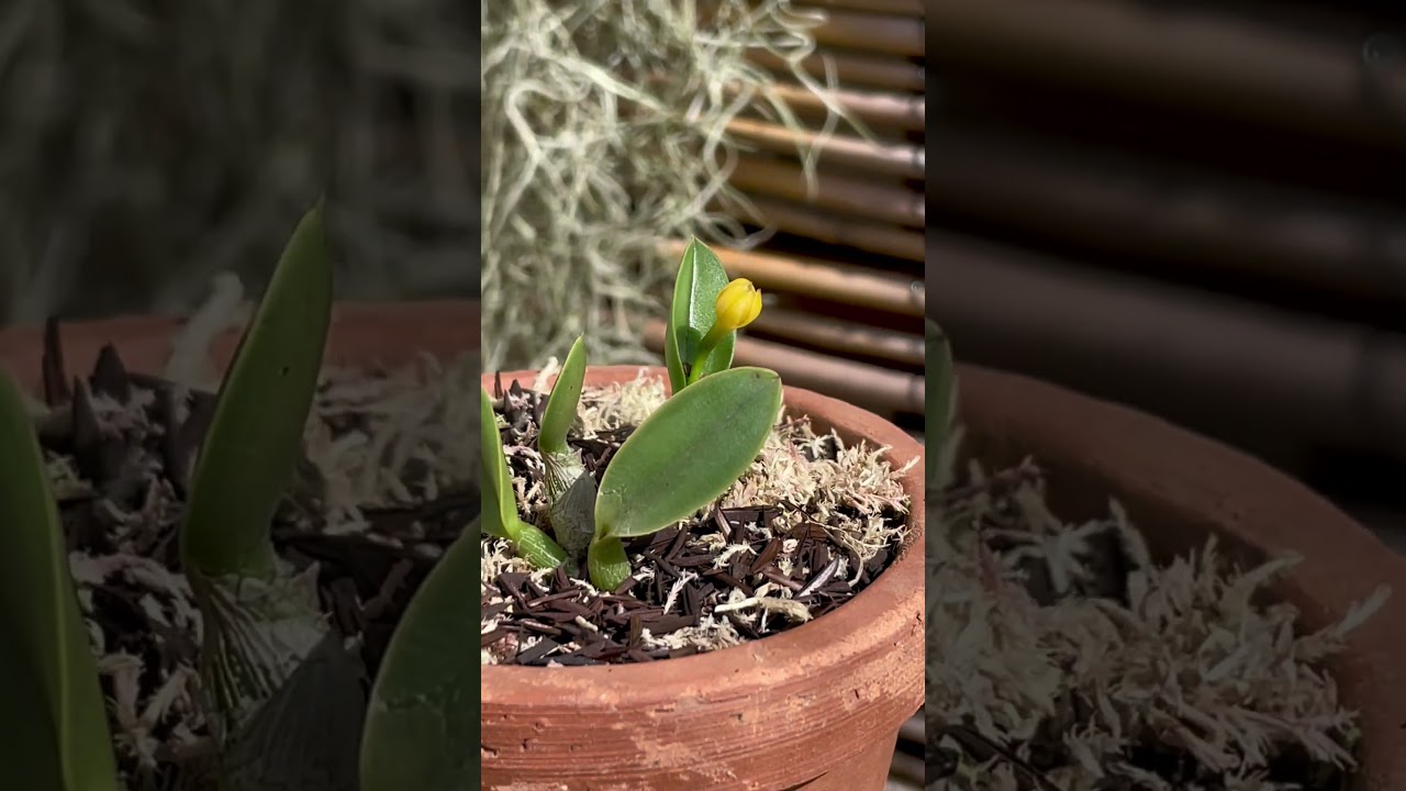 Floração sophronitis cernua flava!