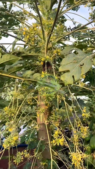 The difference between male and female papaya