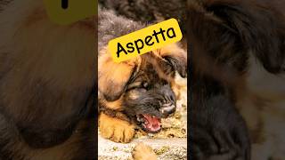 Aspetta… fino alla fine. 🐾🦁