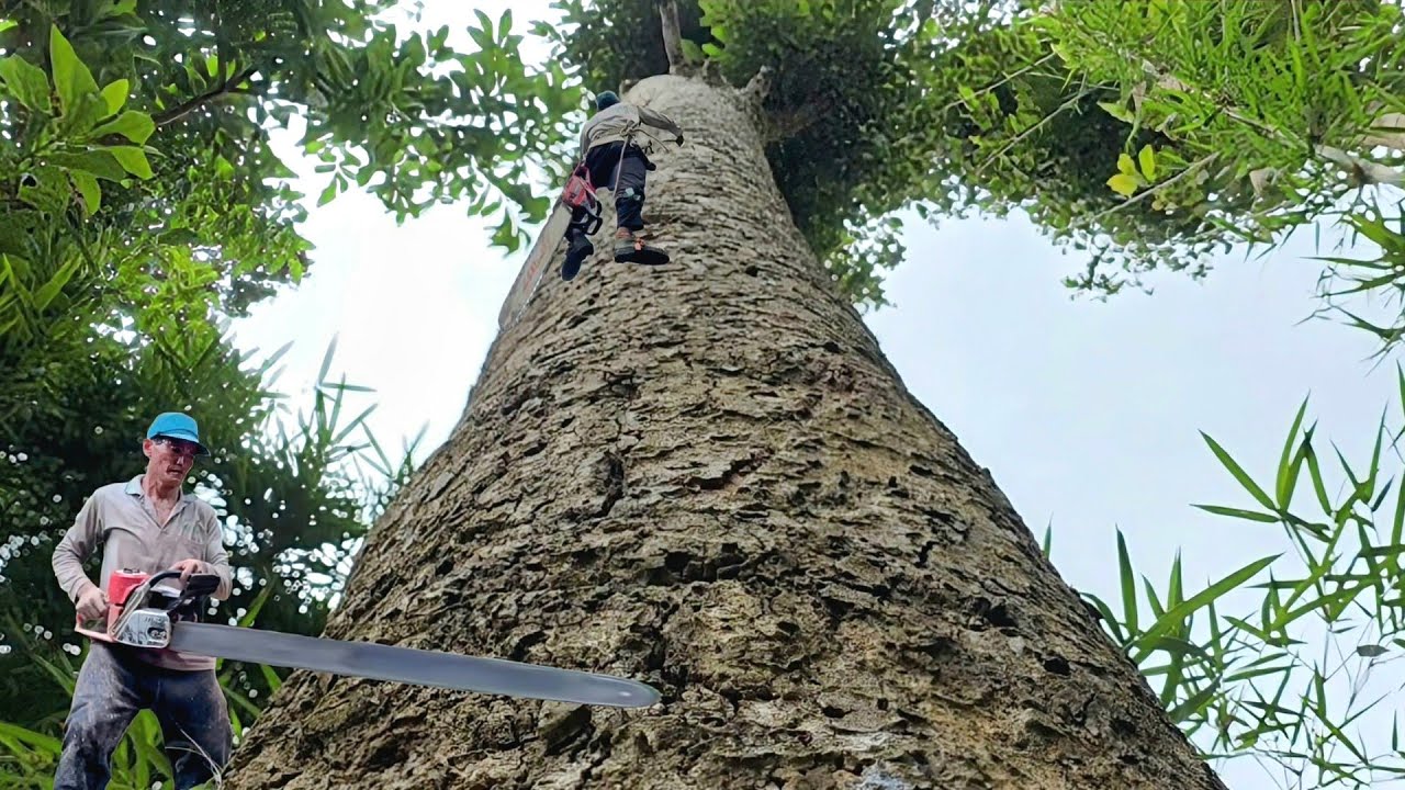 Cưa cây dầu siêu khủng , Ở tri tôn . Cưa cây kỷ thuật cao