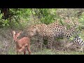 Leopard playing with an impala foal.