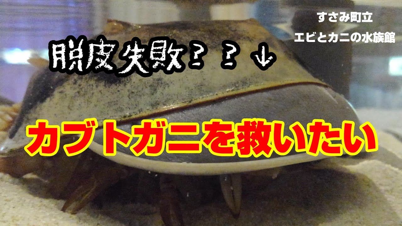 脱皮不全→切開】アメリカカブトガニ緊急手術【エビとカニの