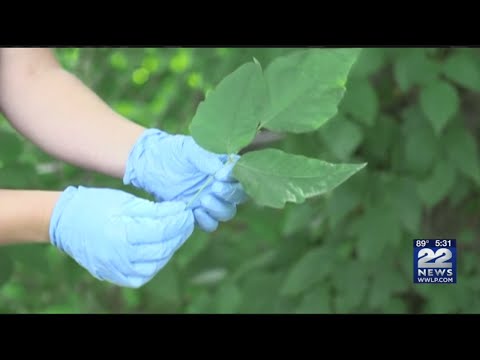 How to avoid poison ivy and other hazardous plants