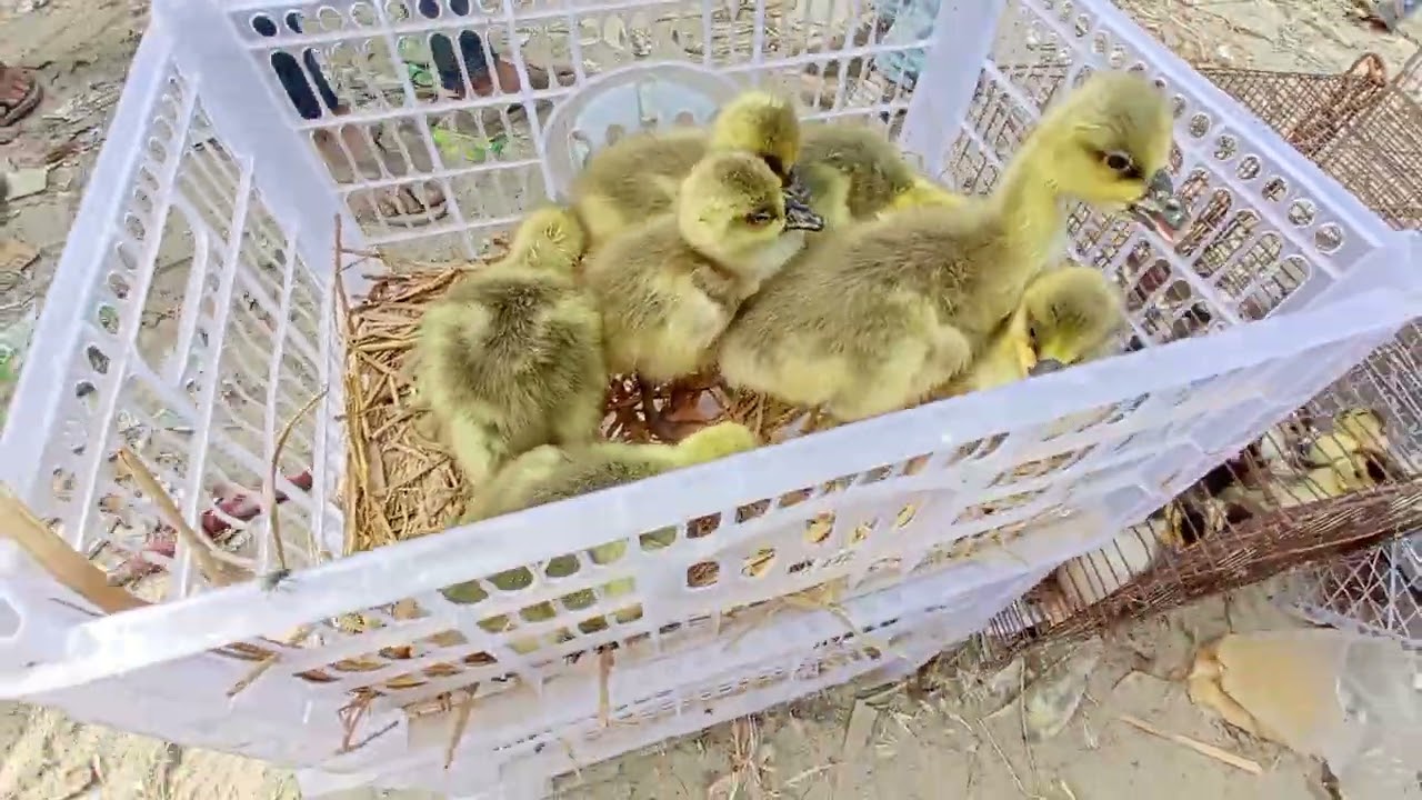 কম দামে বিক্রি হচ্ছে হাঁস। 