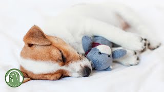 Music for dogs who are alone🐶How to Relax My Dog in my House🎵Dog Stress Relief Music(9 hours) by My Pet Music 15,651 views 1 month ago 9 hours, 27 minutes