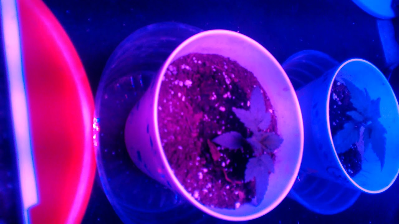 Marshydro 192 LED growing