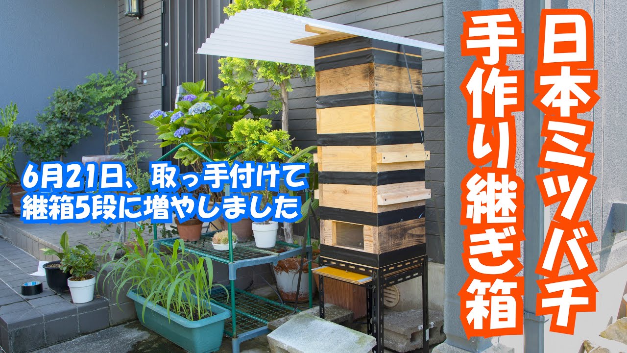 🐝日本ミツバチ🐝養蜂箱内見にて5段目設置に取っ手取り付け! - YouTube
