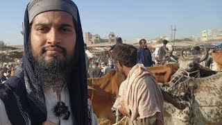 🔴 Live At Malir Cow Mandi | Cattle Market Karachi