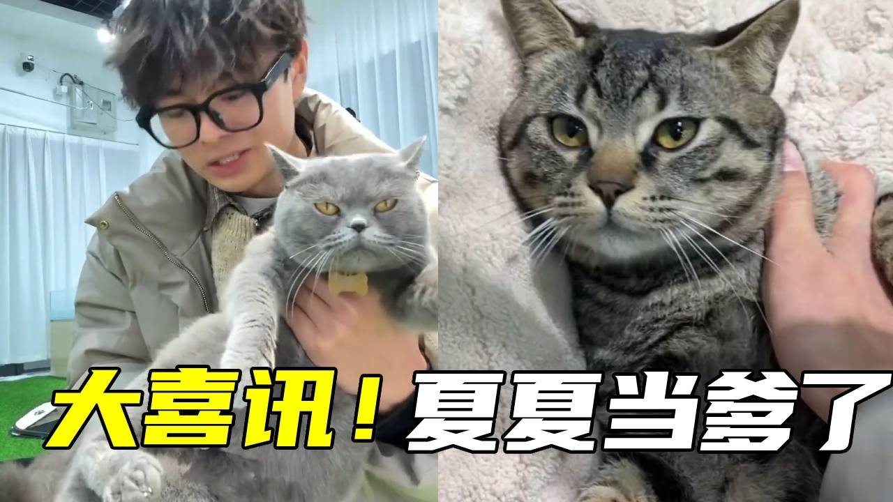 上次领养的猫居然怀孕了，究竟孩子的爹是谁呢？经过一系列的排查最终锁定夏夏！【鲁伟学长】