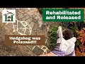Hedgehog was Poisoned! - Rehabilitated and Released in to Wild - Hornbeam Wood Hedgehog Sanctuary