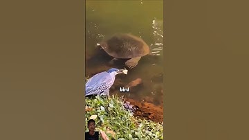 Geniale vogel gebruikt aas om op vis te jagen! #shorts #feedshorts #viral