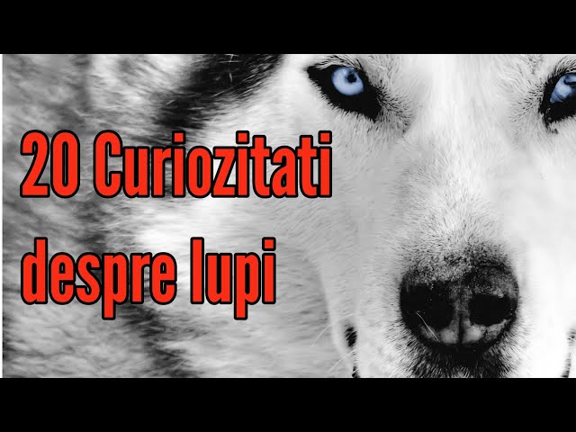 20 de Curiozități despre lupi class=